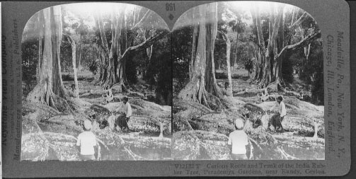 India Rubber Tree. Peradeniya Gardens, near Kandy, Ceylon